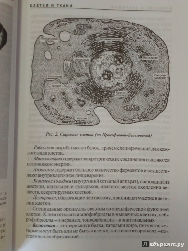 Элементы анатомии и морфологии человека