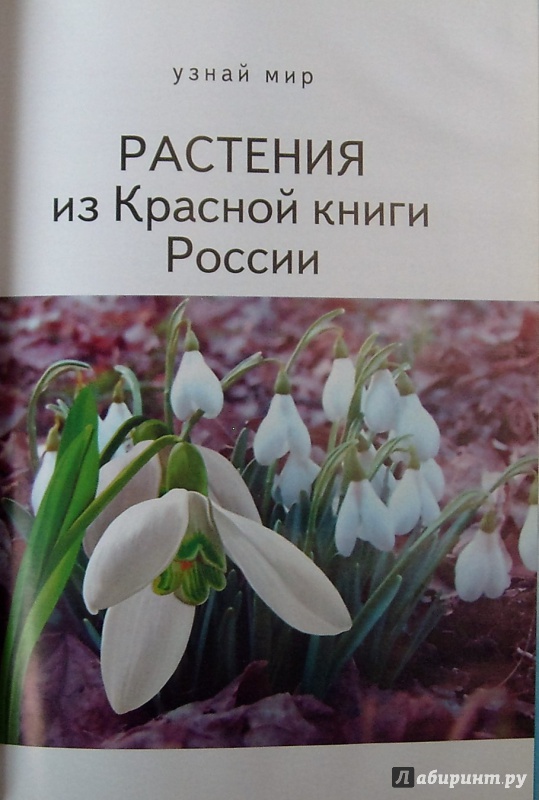 Растения черной книги россии фото