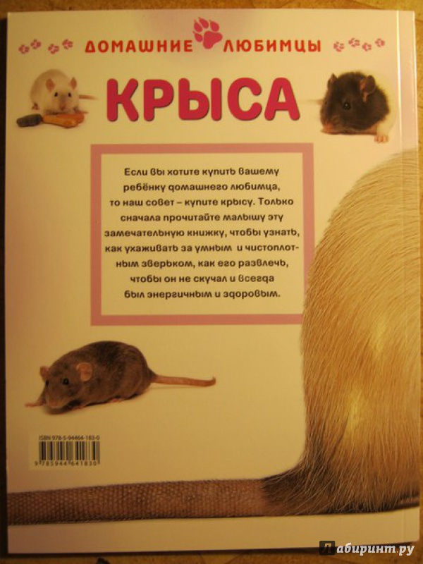 Книга крыса люди. Книги про крыс для детей. Крыса с книгой. Крыса с книжкой. Крысеныш из книги.