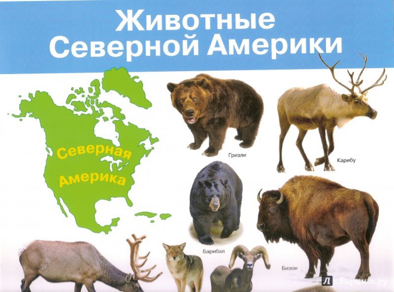 Какие животные встречаются в северной америке. Животные Северной Америки. Животные обитающие в Северной Америке. Животные Северной и Южной Америки. Животные материка Северная Америка.
