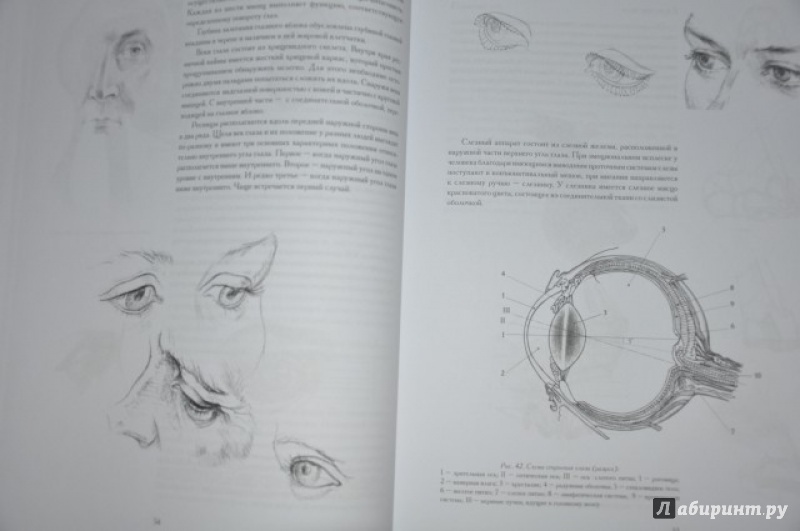 Голова человека основы учебного академического рисунка читать