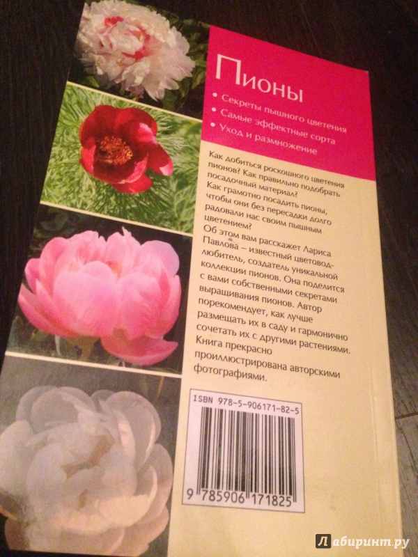 Пионы и книга фото