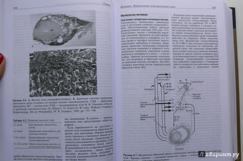 Миниатюра 4