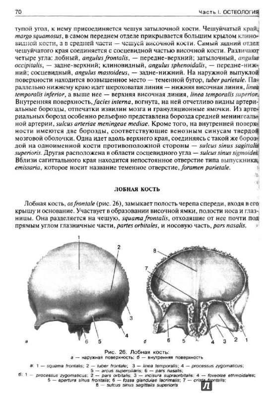 учебник по анатомии гайворонский Иллюстрация 3 из 21 для нормальная анатомия человека. Том 1.