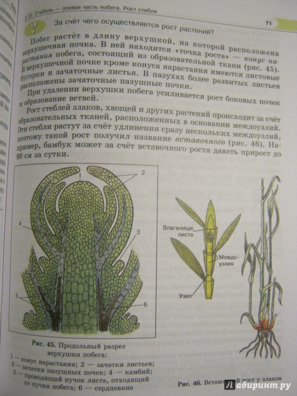 Параграф 5 биология 5 класс рисунок