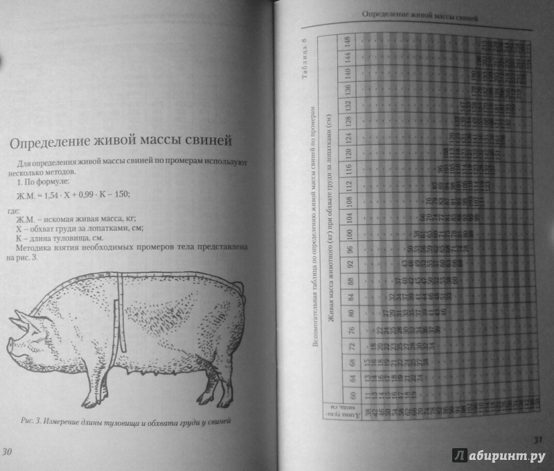 Как определить живую массу. Измерение свиней промеры. Таблица определения живого веса свиней. Таблица определения живой массы свиней. Как узнать живой вес свиньи.