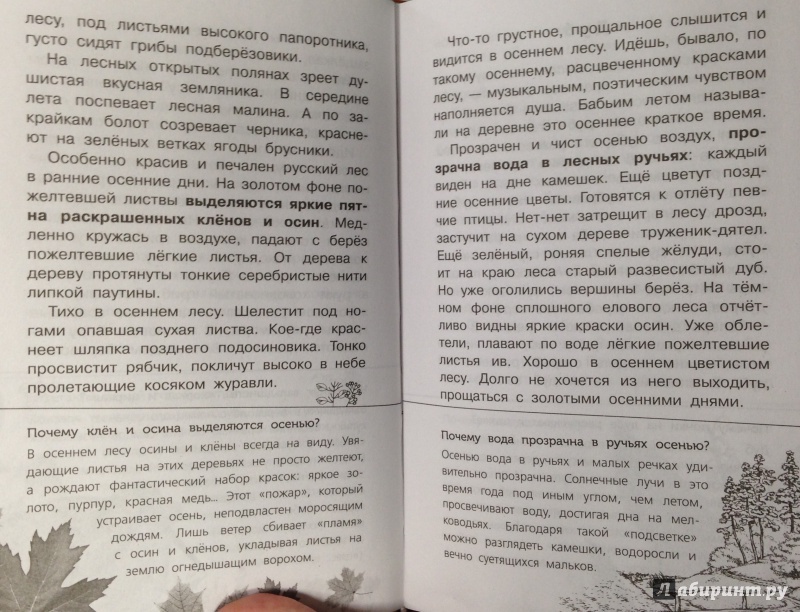 Красив и печален в ранние осенние дни. Осенний лес текст красив и печален. Красив и печален русский лес в ранние. Текст красив и печален русский лес ранней осенью. Особенно красив лес в ранние осенние дни.