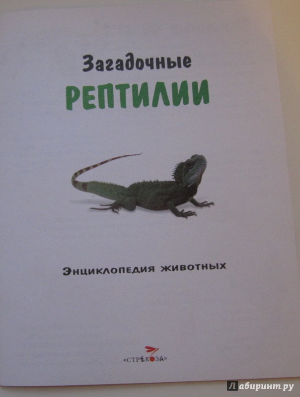 Лжескорпион фото книжный