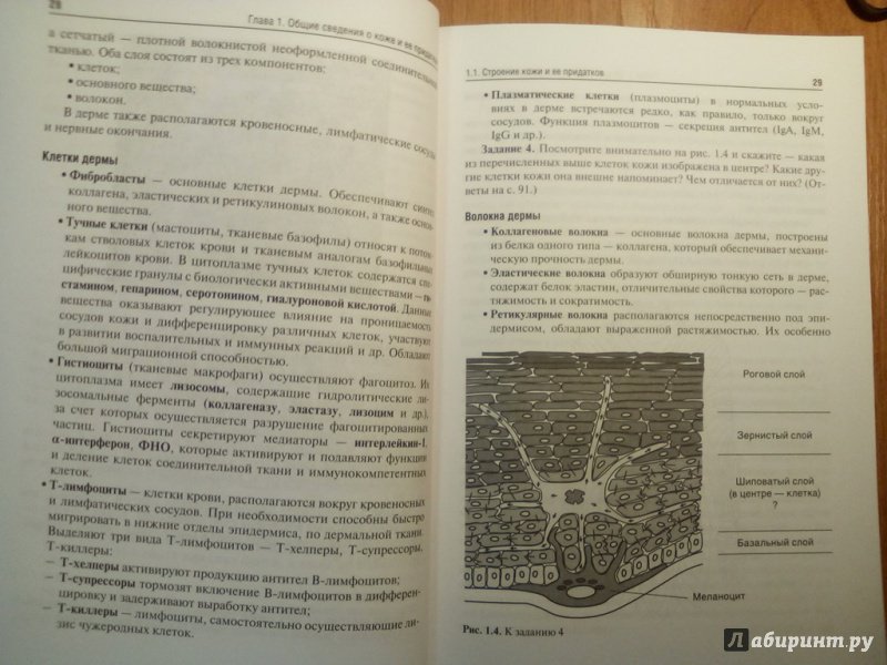 Учебник по дерматовенерологии с картинками