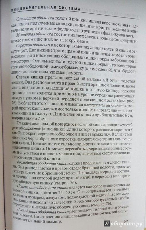 Анатомия И Морфология Человека