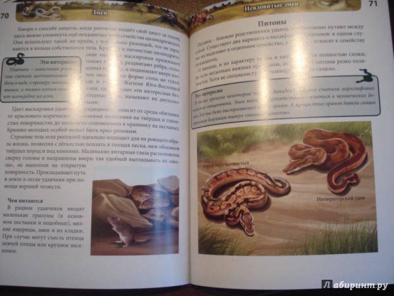 Книга про змей. Путь змея книга. Змеиное море книга. Книга со змеей на обложке. Книга вслед за змеями.