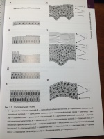 Гунин гистология в таблицах и схемах pdf