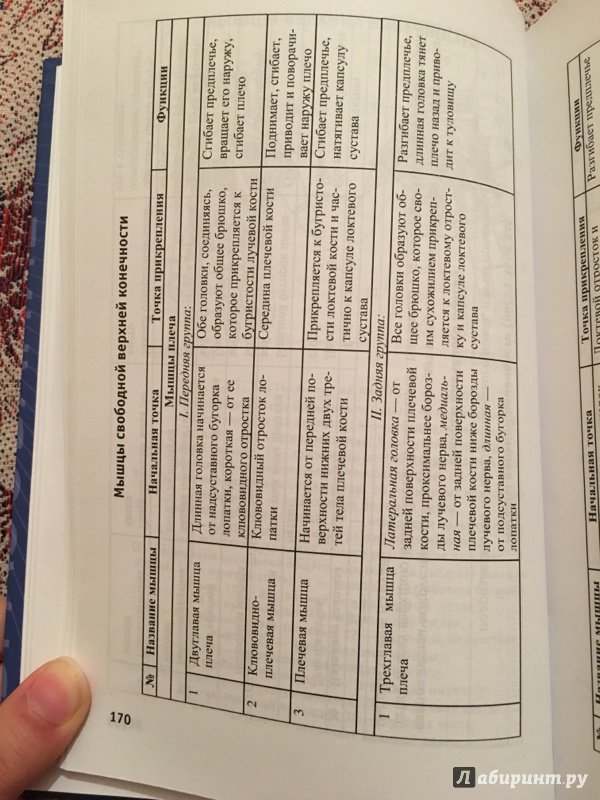 Анатомия в схемах и таблицах горелова и таюрская