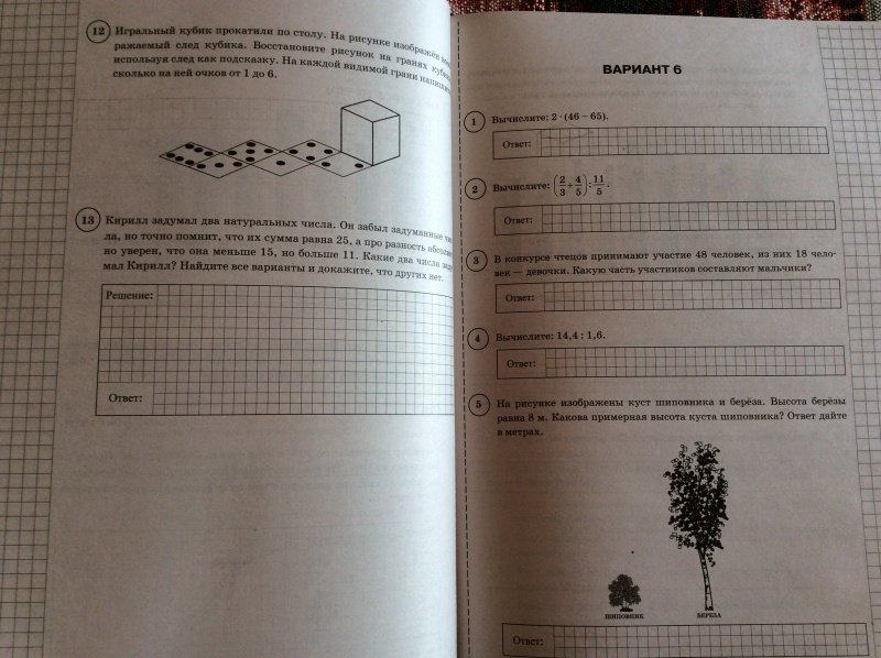 Впр по математике 6 класс на рисунке изображены дерево и растущий рядом куст