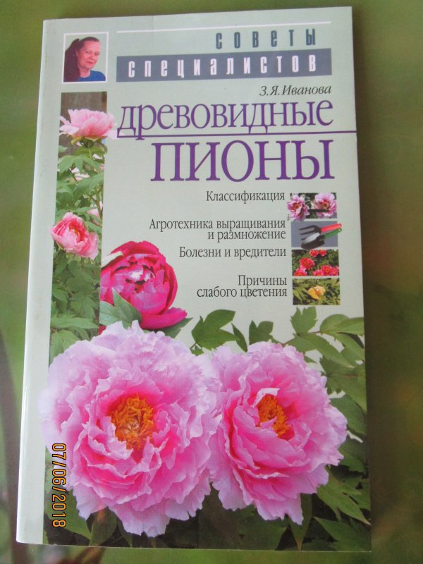 Пионы и книга фото