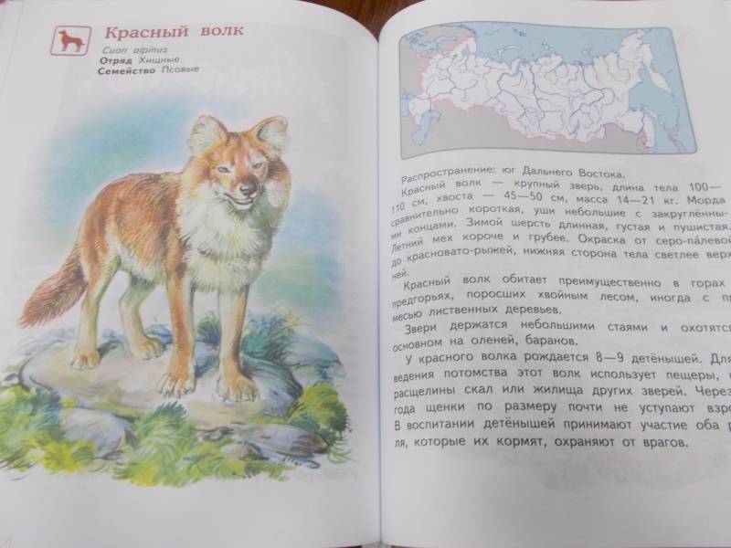 Проект для дошкольников по страницам красной книги