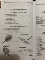 Брин в б физиология человека в схемах и таблицах