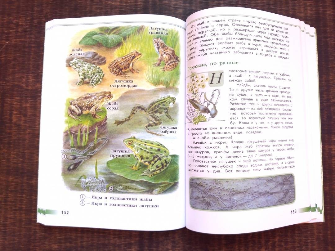 Зеленые страницы рассказ первые бабочки читать. Сахарнов зеленые страницы. Зеленые страницы первые бабочки. Проект по окружающему миру 4 класс зеленые страницы.