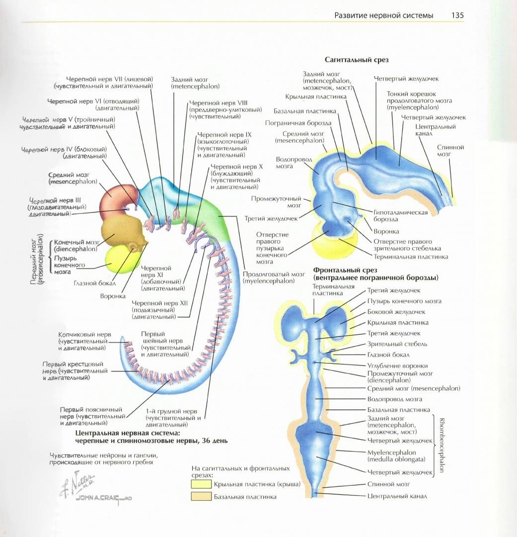 Неврология атлас раскраска с рисунками неттера