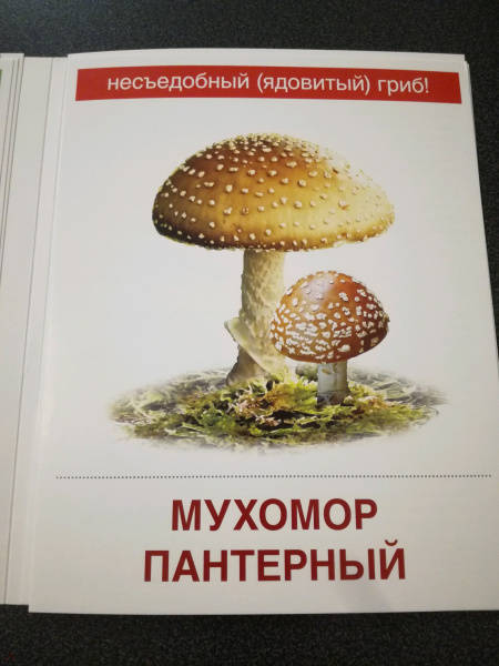 Миниатюра 4