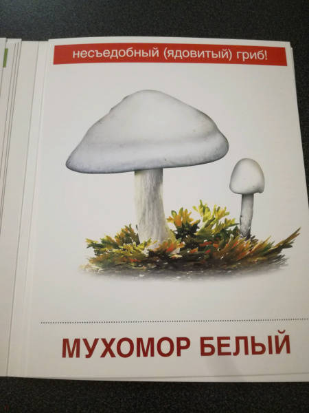 Миниатюра 3