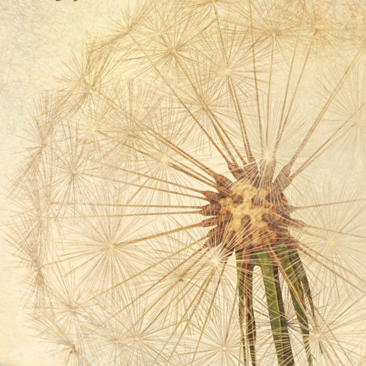 Ибо крепка, как смерть, любовь. «Возлюбленная» Тони Моррисон