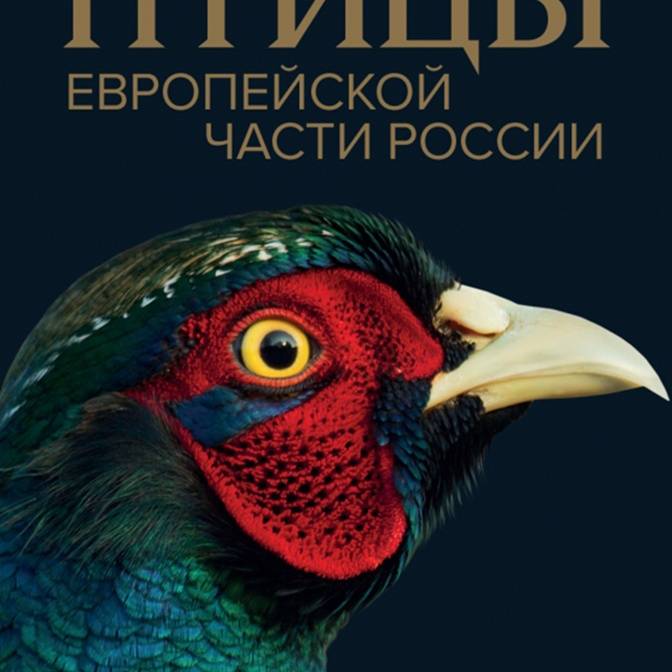 Кто такие бёрдвотчеры и как определять птиц по голосу