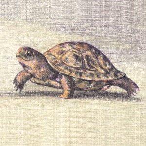 Почему Луна улыбается. К 80-летию Владислава Бахревского — новая сказка