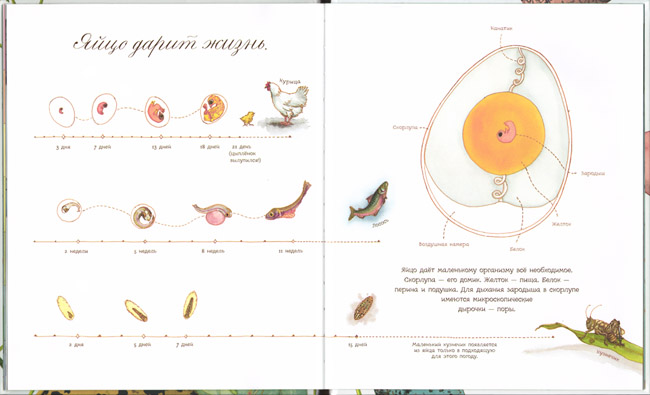 1 Иллюстрация Сильвии Лонг к книге Дианны Астон &laquo;Яйцо любит тишину&raquo;