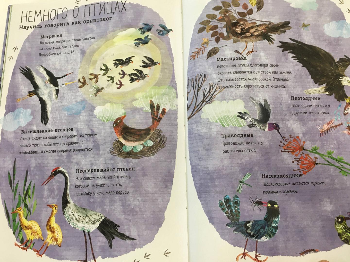 Иллюстрация 7 из 20 для Большая книга птиц - Юваль Зоммер | Лабиринт - книги. Источник: Киселёва Мария Александровна
