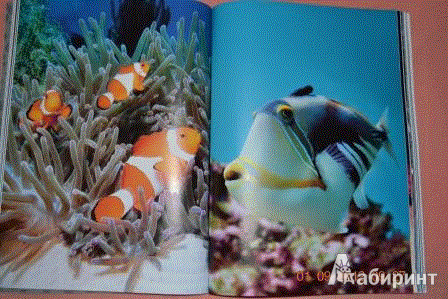 Иллюстрация 5 из 13 для Подводный мир - Эмма Сэл | Лабиринт - книги. Источник: KKatarinaA