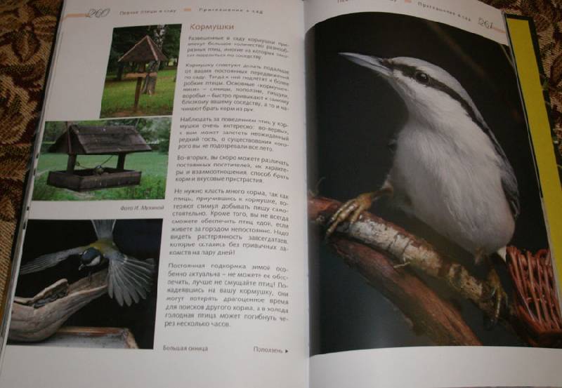 Иллюстрация 10 из 14 для Певчие птицы - Митителло, Хромушин | Лабиринт - книги. Источник: Ёжик