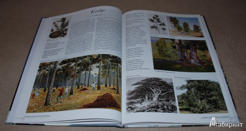 Иллюстрация 8 из 39 для Самые известные деревья | Лабиринт - книги. Источник: Книжный кот