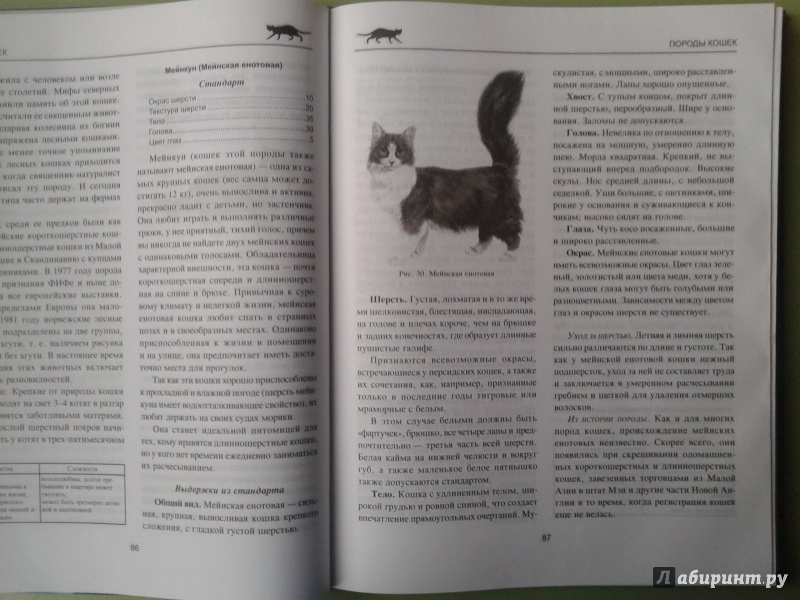 Иллюстрация 6 из 13 для Ваша кошка. Породы. Содержание. Питание - Дарья Дазидова | Лабиринт - книги. Источник: Кар Ирина