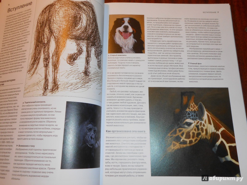 Иллюстрация 4 из 31 для Животные. От эскиза до картины - Ходжет, Трусс | Лабиринт - книги. Источник: Леан