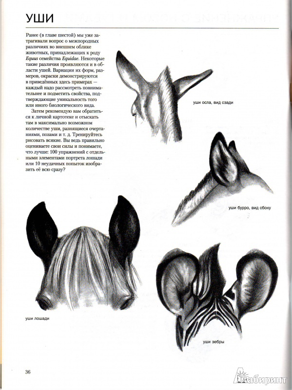 Иллюстрация 4 из 8 для Учимся рисовать лошадей - Ли Хэммонд | Лабиринт - книги. Источник: Трубадур