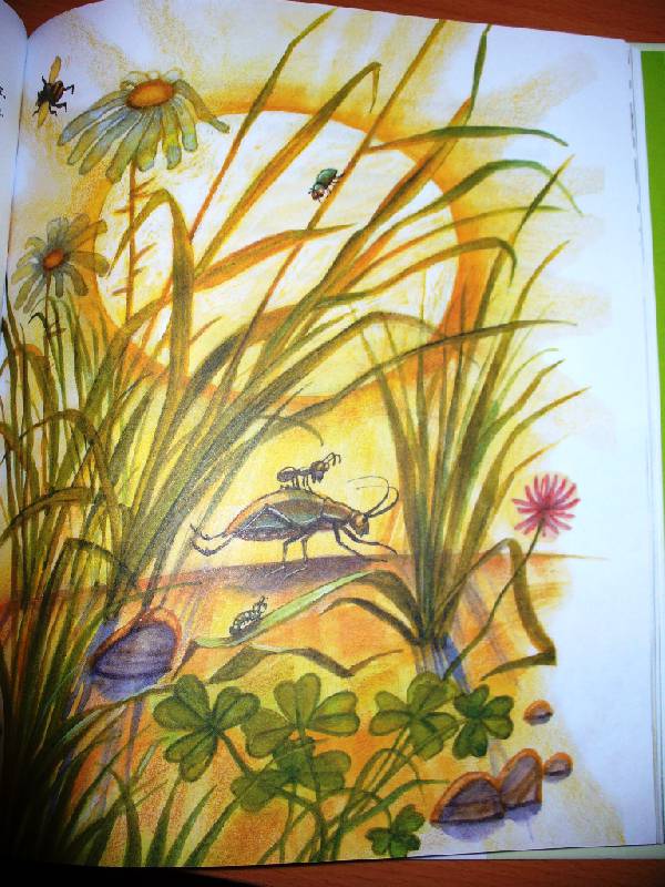 Иллюстрация 33 из 34 для Как муравьишка домой спешил - Виталий Бианки | Лабиринт - книги. Источник: Julykum
