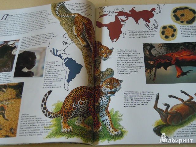 Иллюстрация 25 из 26 для Большие кошки - Джон Веско | Лабиринт - книги. Источник: Iwolga