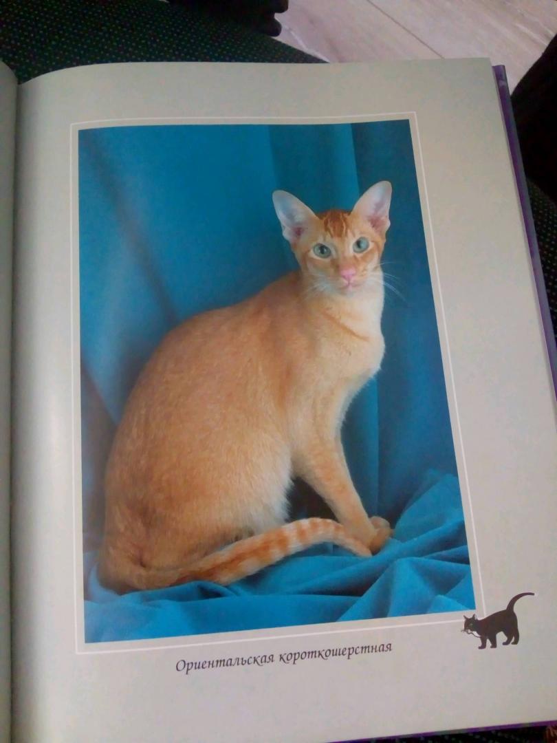 Иллюстрация 42 из 53 для Все о кошке. Породы, содержание, питание - Дарья Дазидова | Лабиринт - книги. Источник: Совёнка