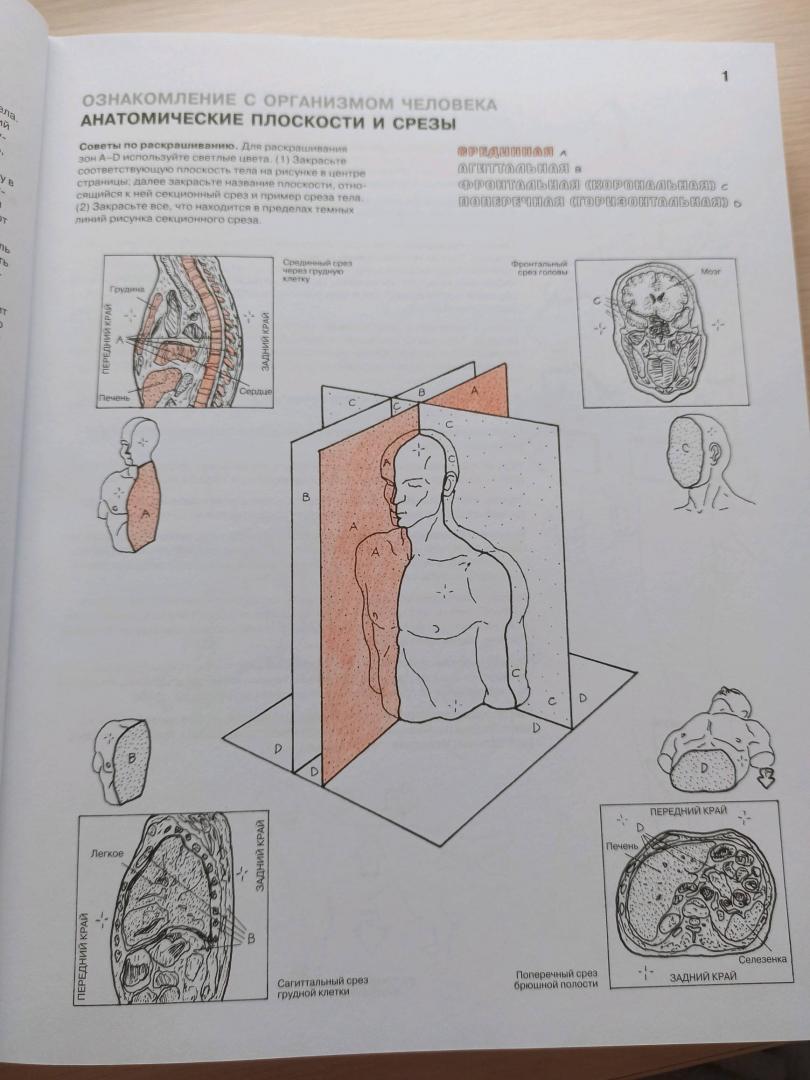 Иллюстрация 59 из 65 для Анатомия человека. Атлас-раскраска - Элсон, Кэпит | Лабиринт - книги. Источник: Лабиринт