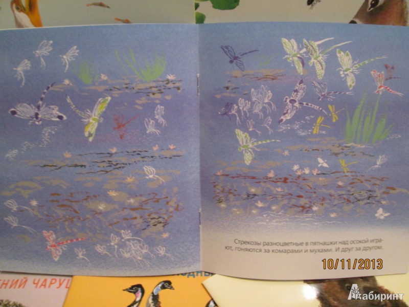Иллюстрация 3 из 25 для Бобровый пруд - Николай Сладков | Лабиринт - книги. Источник: Алонсо Кихано