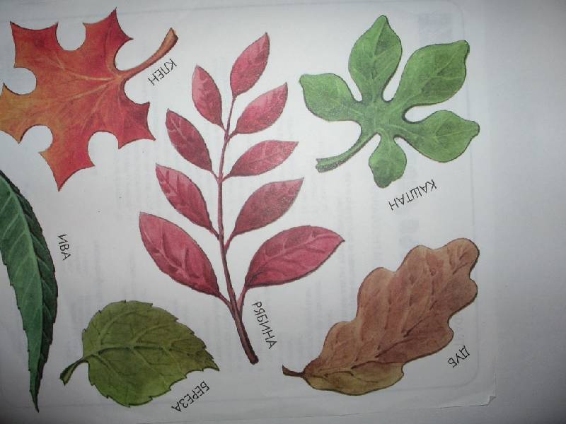 Иллюстрация 4 из 7 для Трафарет пластмассовый Листья деревьев, цвет в ссортименте | Лабиринт - игрушки. Источник: Tiger.