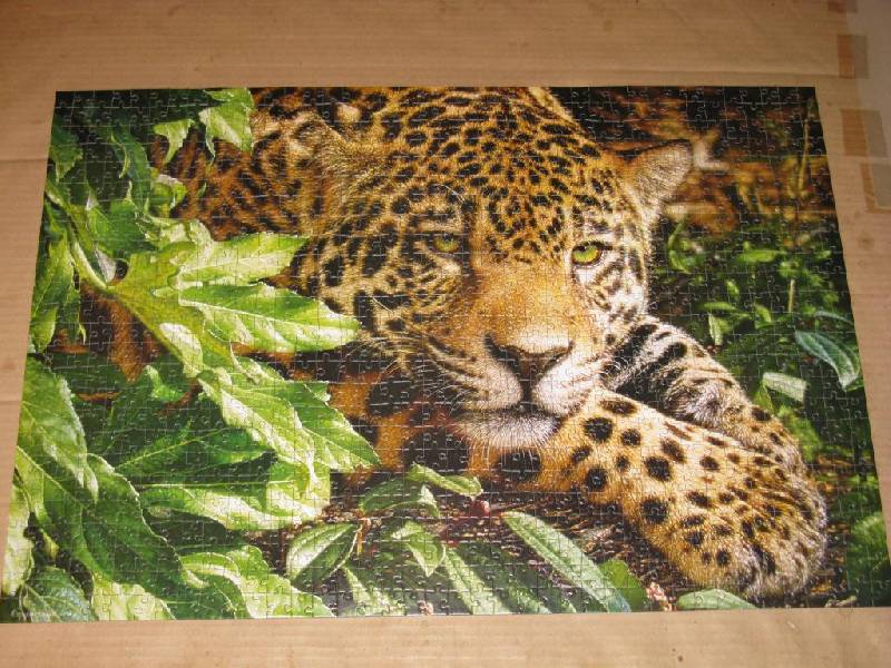 Иллюстрация 8 из 9 для Puzzle-1000 "Леопард" (C-102051) | Лабиринт - игрушки. Источник: Скочилова  Елена