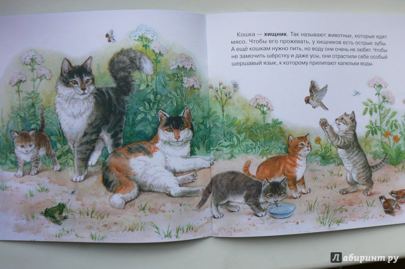 Иллюстрация 5 из 44 для Кто как ест - Юлия Смирнова | Лабиринт - книги. Источник: Марина