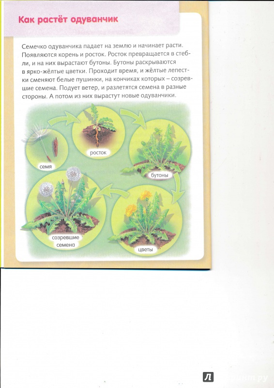 Иллюстрация 6 из 34 для Удивительные превращения. Как живут и развиваются растения - Марина Султанова | Лабиринт - книги. Источник: Террил