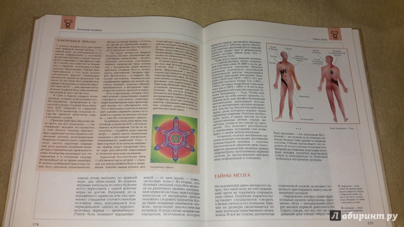 Иллюстрация 13 из 13 для Анатомия человека | Лабиринт - книги. Источник: Маруся (@smelayatrysixa)