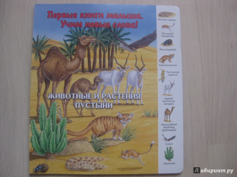 Иллюстрация 2 из 26 для Животные и растения пустыни | Лабиринт - книги. Источник: Ведникова  Светлана