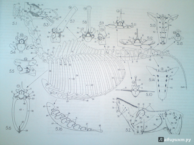 Иллюстрация 3 из 9 для Топографическая анатомия лошади - Питер Гуди | Лабиринт - книги. Источник: matumba