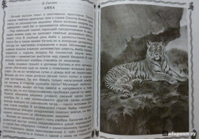 Иллюстрация 18 из 38 для Всё о зверятах. Полная хрестоматия для младших школьников | Лабиринт - книги. Источник: Ю  Елена