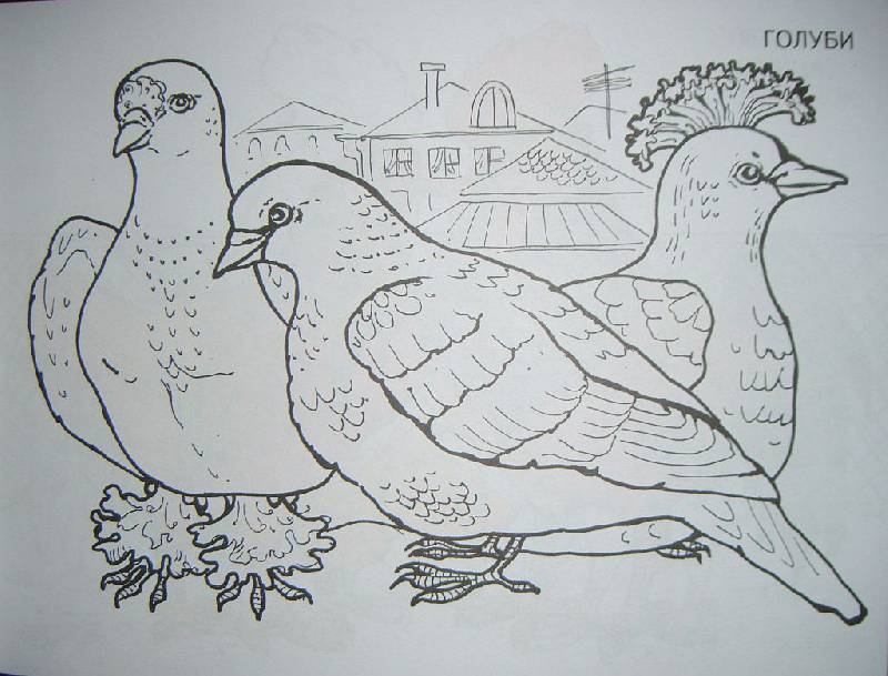 Иллюстрация 16 из 21 для Изучаем и раскрашиваем. Домашние птицы | Лабиринт - книги. Источник: Iwolga